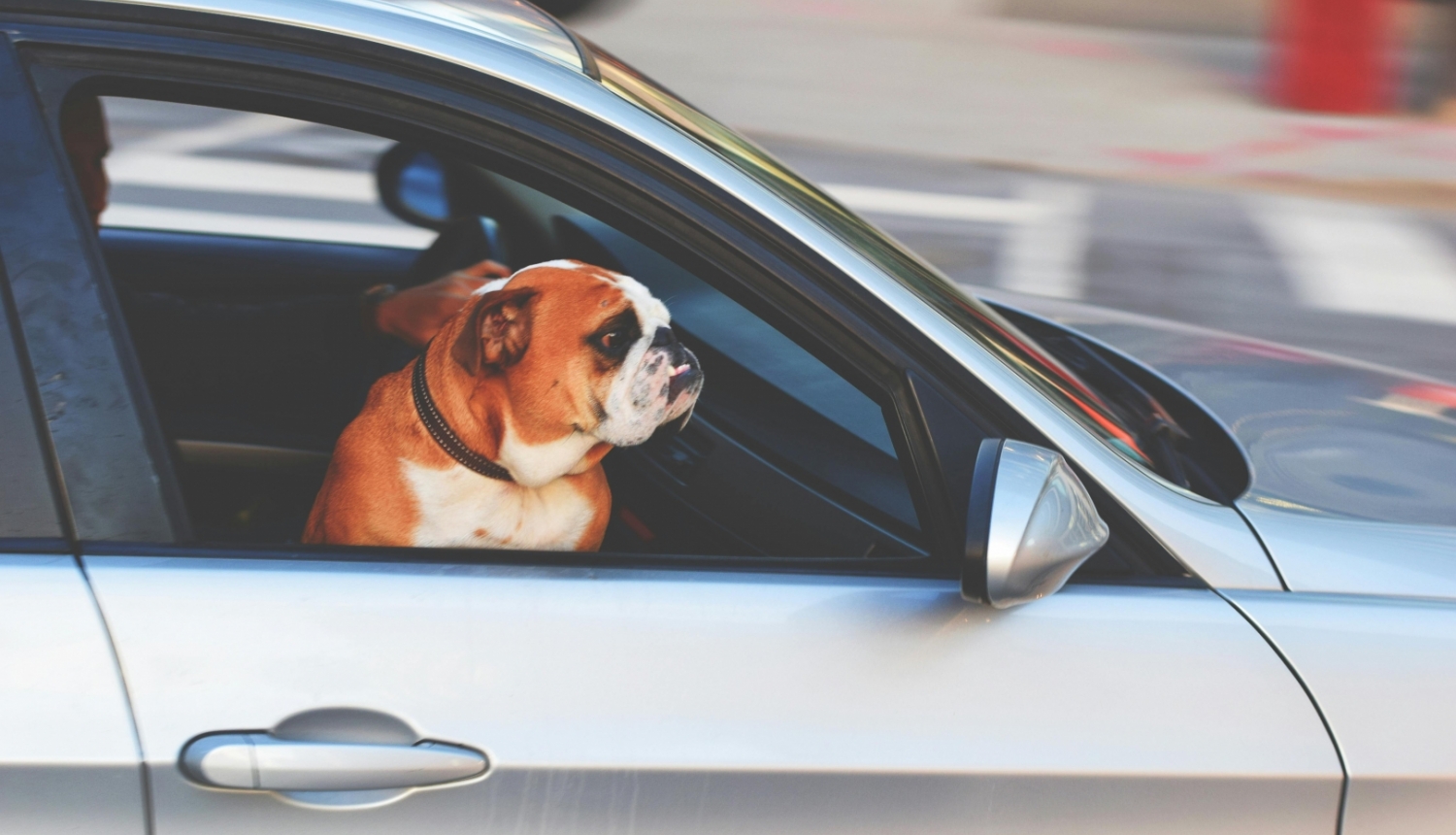 Suns, kurš sēž automašīnas blakussēdētāja krēslā